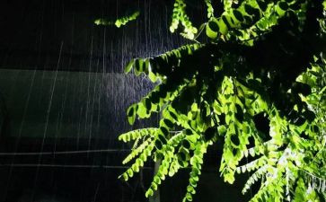 雨的感想读后感推荐7篇