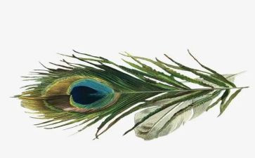 打羽毛的作文精选8篇