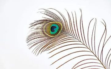 打羽毛的作文通用8篇