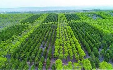 植树造林日作文推荐7篇