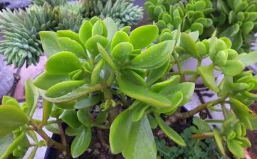 植物的根作文推荐5篇