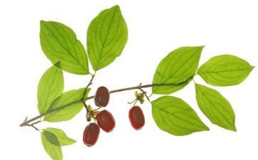 九九重阳节讲话稿7篇