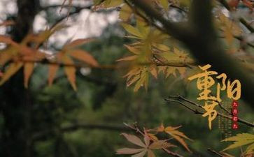 重阳节活动讲话稿6篇