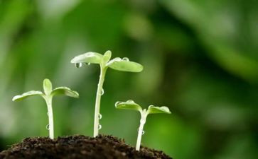 种子教案5篇