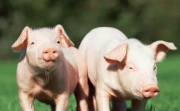 勤劳的猪作文300字5篇