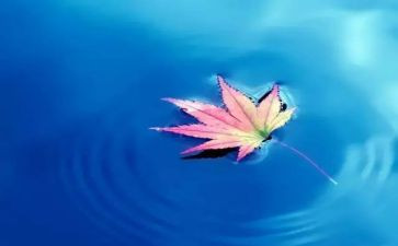 幼儿园自然角心得体会5篇